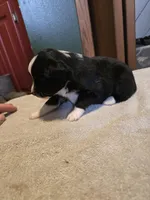 Olive, a female Miniature Australian Shepherd for sale in Ames, IA – Photo 1 of 5