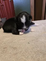 Olive, a female Miniature Australian Shepherd for sale in Ames, IA – Photo 3 of 5