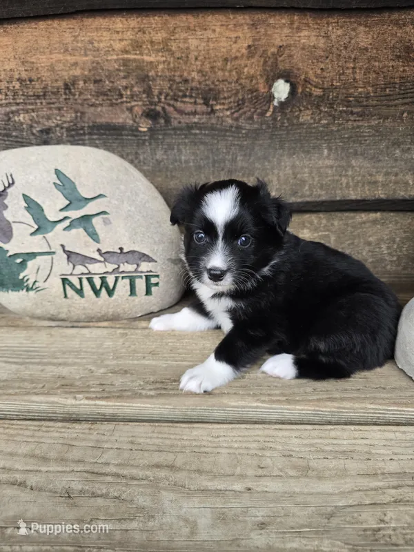 Olive – Miniature Australian Shepherd puppy for sale in Ames, IA