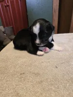 Olive, a female Miniature Australian Shepherd for sale in Ames, IA – Photo 4 of 5