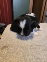 Olive, a female Miniature Australian Shepherd for sale in Ames, IA – Photo 5 of 5