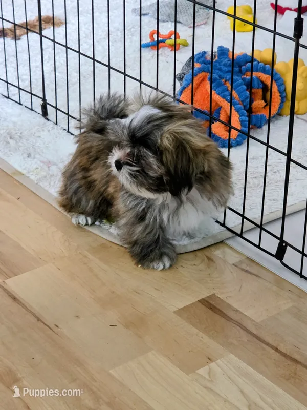 Spice – Lhasa Apso puppy for sale in Hillsboro, OR