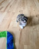 Saffron, a female Lhasa Apso for sale in Hillsboro, OR – Photo 2 of 3