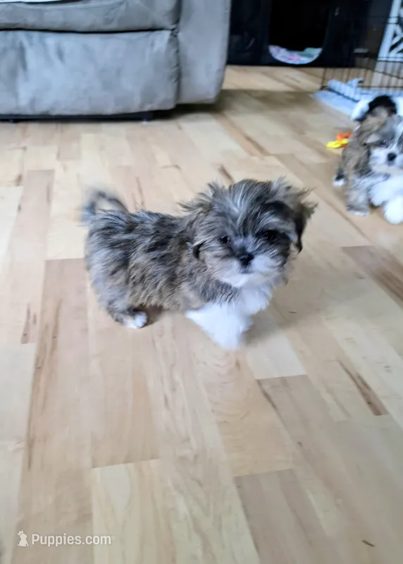 Saffron – Lhasa Apso puppy for sale in Hillsboro, OR