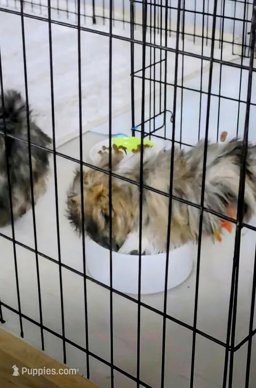Saffron – Lhasa Apso puppy for sale in Hillsboro, OR