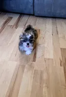 Sage, a male Lhasa Apso for sale in Hillsboro, OR – Photo 2 of 4