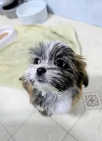 Sage, a male Lhasa Apso for sale in Hillsboro, OR – Photo 3 of 4