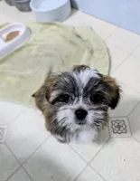 Sage, a male Lhasa Apso for sale in Hillsboro, OR – Photo 4 of 4