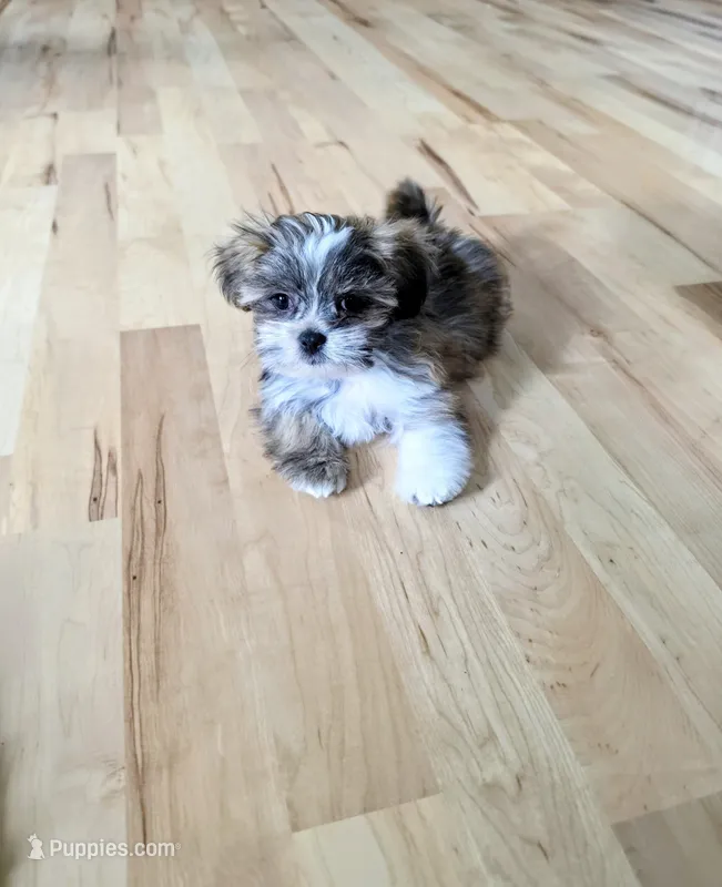 Sage – Lhasa Apso puppy for sale in Hillsboro, OR