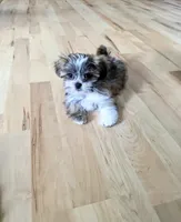 Sage, a male Lhasa Apso for sale in Hillsboro, OR – Photo 1 of 4