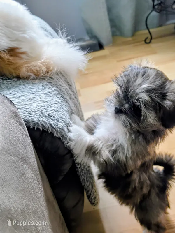 Sage – Lhasa Apso puppy for sale in Hillsboro, OR