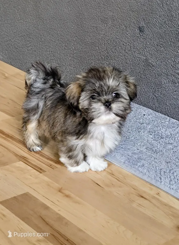 Spice – Lhasa Apso puppy for sale in Hillsboro, OR