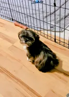 Spice, a female Lhasa Apso for sale in Hillsboro, OR – Photo 2 of 2
