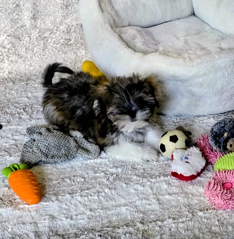 Saffron – Lhasa Apso puppy for sale in Hillsboro, OR