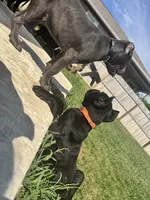 Hercules , a male Cane Corso for sale in San Antonio, TX – 2 of 2