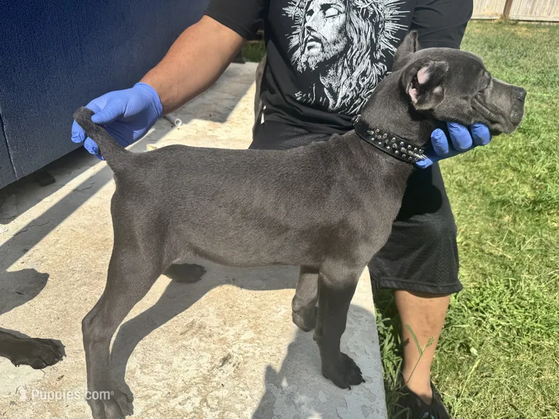 Hercules  – Cane Corso puppy for sale in San Antonio, TX