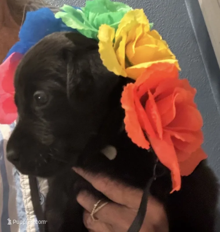 Yellow collar – Labrador Retriever puppy for sale in San Diego, CA