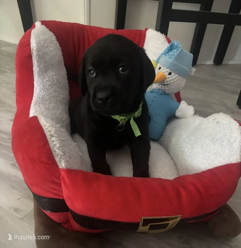 Yellow collar – Labrador Retriever puppy for sale in San Diego, CA