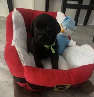 Yellow collar, a female Labrador Retriever for sale in San Diego, CA – 1 of 1