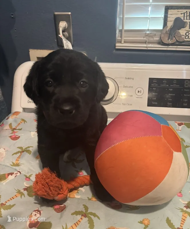 Red collar  – Labrador Retriever puppy for sale in San Diego, CA