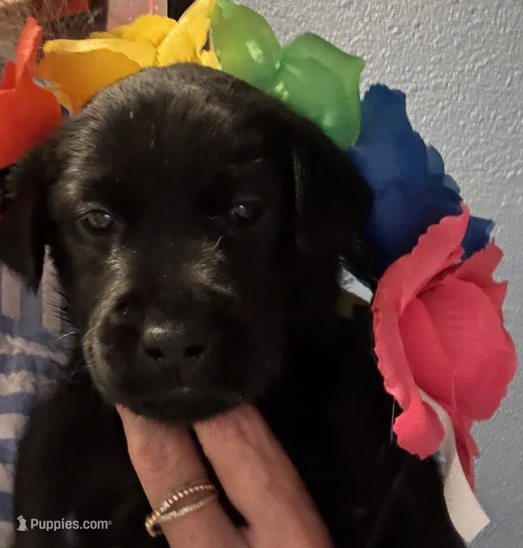 Green collar – Labrador Retriever puppy for sale in San Diego, CA