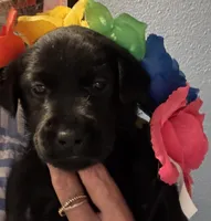 Green collar, a male Labrador Retriever for sale in San Diego, CA – 1 of 1