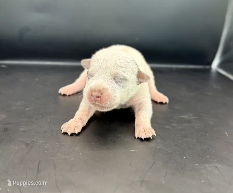 Female Chocolate Heeler – Australian Cattle Dog puppy for sale in Dixon, MO