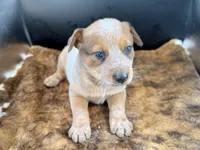 Goose, a male Australian Cattle Dog for sale in Dixon, MO – 6 of 7