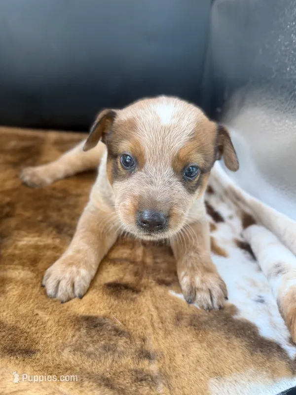 Goose – Australian Cattle Dog puppy for sale in Dixon, MO