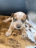 Goose, a male Australian Cattle Dog for sale in Dixon, MO – 1 of 7