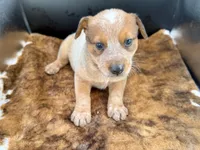 Goose, a male Australian Cattle Dog for sale in Dixon, MO – 5 of 7