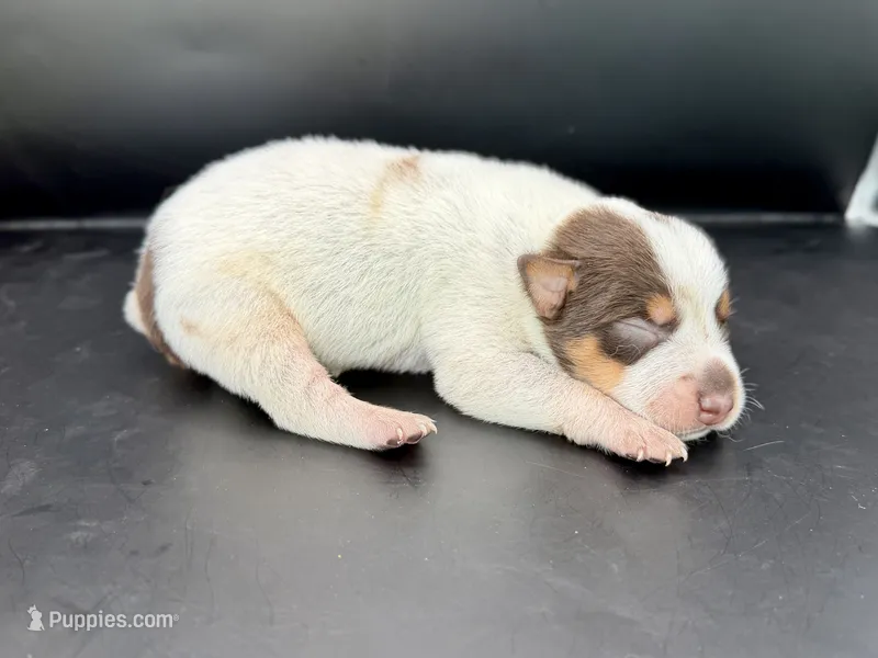 Chocolate Male #3 – Australian Cattle Dog puppy on hold in Dixon, MO