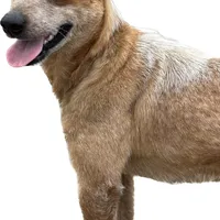 Female Red heeler , a female Australian Cattle Dog for sale in Dixon, MO – 3 of 5