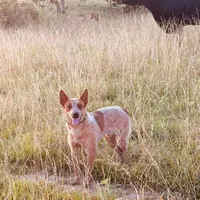 Female Red heeler , a female Australian Cattle Dog for sale in Dixon, MO – 5 of 5