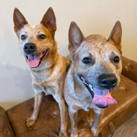 Female Red heeler , a female Australian Cattle Dog for sale in Dixon, MO – 4 of 5