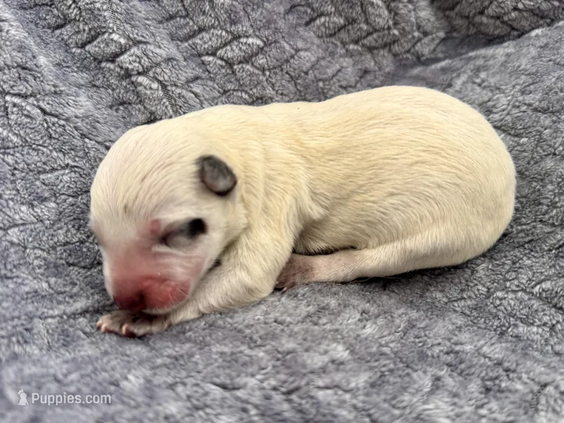 Female Red heeler  – Australian Cattle Dog puppy on hold in Dixon, MO