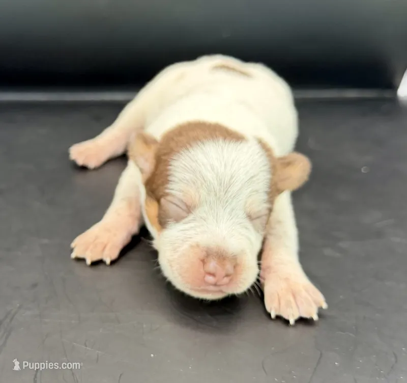 Chocolate Male #4 – Australian Cattle Dog puppy for sale in Dixon, MO