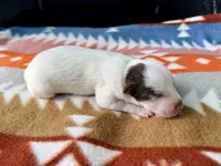 Chocolate Male #5, a male Australian Cattle Dog for sale in Dixon, MO – 5 of 6