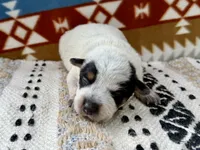 Blue Heeler Female, a female Australian Cattle Dog for sale in Dixon, MO – 3 of 4