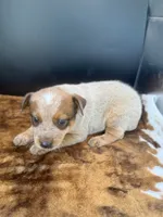 Goose, a male Australian Cattle Dog for sale in Dixon, MO – 2 of 7
