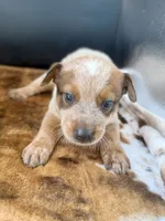 Goose, a male Australian Cattle Dog for sale in Dixon, MO – 3 of 7