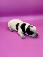 blue female , a female Australian Cattle Dog for sale in Dixon, MO – 2 of 6