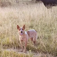 Goose, a male Australian Cattle Dog for sale in Dixon, MO – 7 of 7