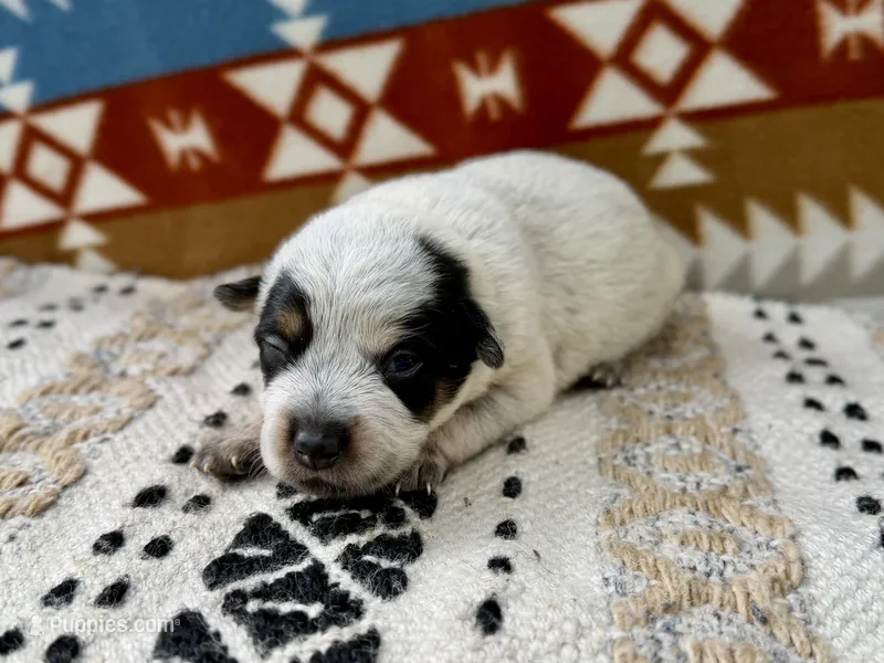 Blue Heeler Female – Australian Cattle Dog puppy for sale in Dixon, MO