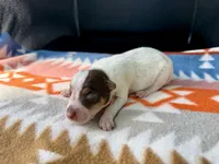 Chocolate Male #3, a male Australian Cattle Dog for sale in Dixon, MO – 4 of 5