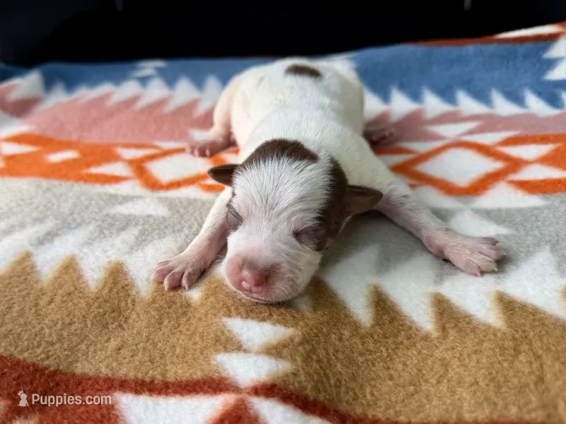 Chocolate Male #4 – Australian Cattle Dog puppy for sale in Dixon, MO