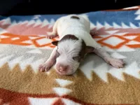 Chocolate Male #4, a male Australian Cattle Dog for sale in Dixon, MO – 1 of 6