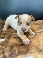Goose, a male Australian Cattle Dog for sale in Dixon, MO – 4 of 7