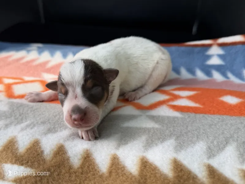 Chocolate Male #3 – Australian Cattle Dog puppy for sale in Dixon, MO