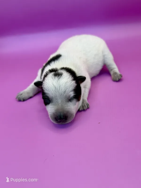 blue female  – Australian Cattle Dog puppy for sale in Dixon, MO